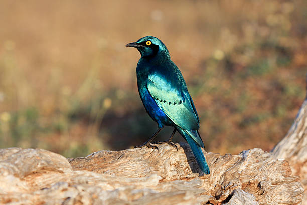 grünschwanz-glanzstar im kruger nationalpark, südafrika - greater blue eared glossy starling stock-fotos und bilder