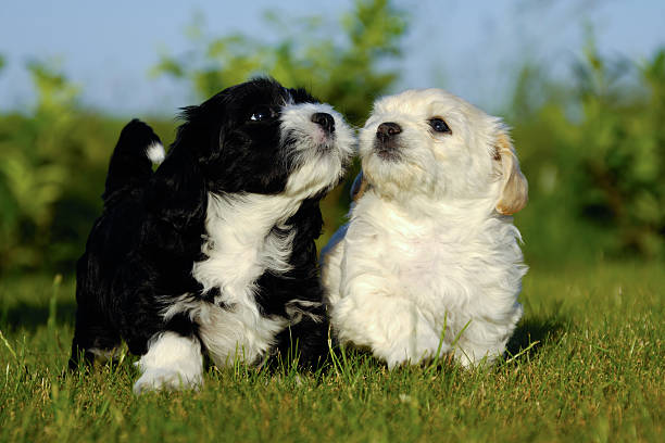 istock Black and white puppy dogs 97030483