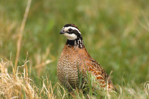 a male bobwhite quail in tall grass