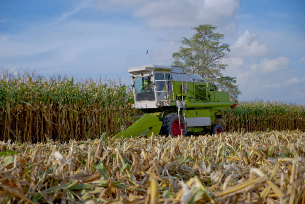 istock Corn Harvester, Corn Harvester from Thailand country 970318550