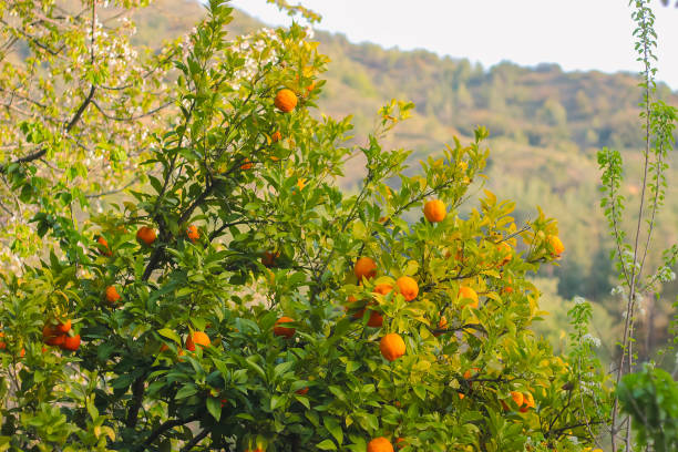 istock Orange garden at the forest 970319456