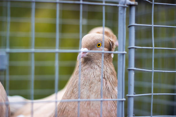 istock Carrier pigeon. Cute bird. Natural Background. 970319684