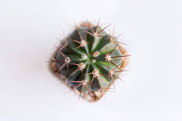 istock Potted cactus or pot succulents on white top view 970319794