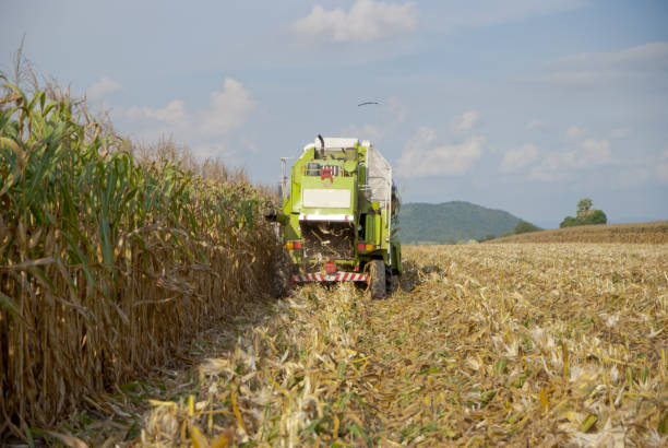 istock Corn Harvester, Corn Harvester from Thailand country 970322466