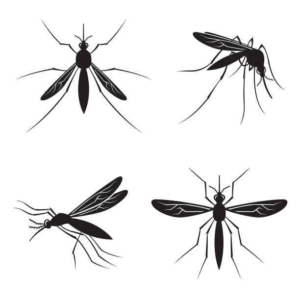 set of mosquito monochrome collection of four mosquito with stinger midge fly stock illustrations