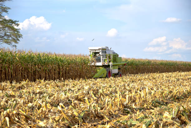 istock Corn Harvester, Corn Harvester from Thailand country 970326692