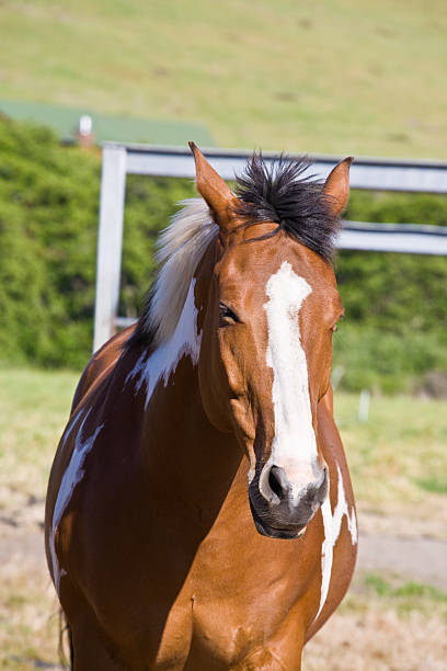 istock Chestnut horse on the farm 97033363