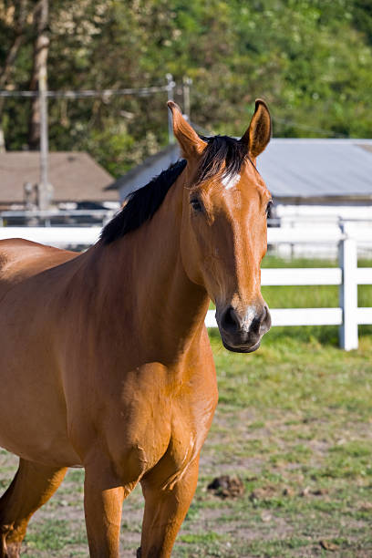 istock Chestnut horse on the farm 97033390
