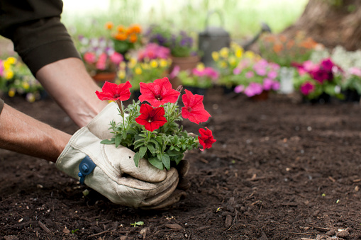 Man gardening holding red Petunia flowers in his hands