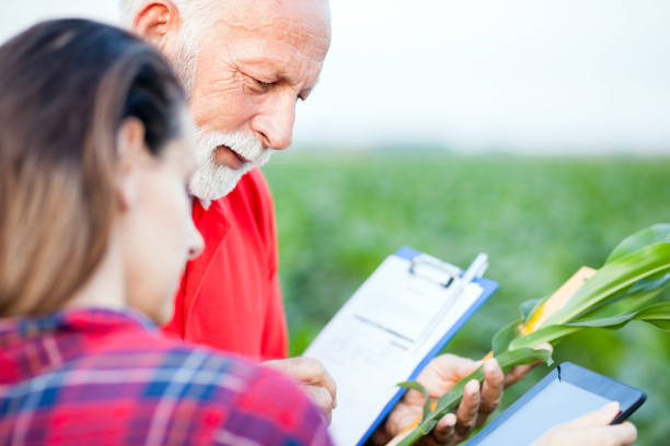siwowłosy starszy agronom i młoda koleżanka badająca rośliny kukurydziane na polu - corn corn crop field stem zdjęcia i obrazy z banku zdjęć