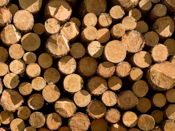 istock Pile of wood logs 970361282