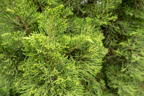 istock Small leaves of pine tree  texture background 970361956