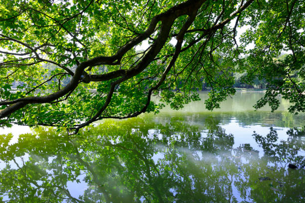 Reflections of low hanging branches at a German lake.