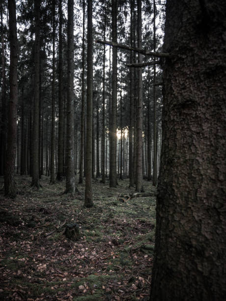 istock In the middle of the Teutoburg Forest 970366962