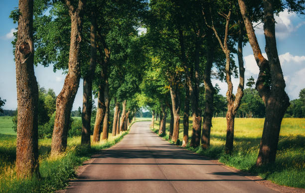 istock Country road running through tree alley 970367214