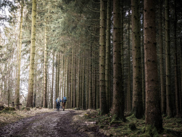 istock Hikers in the Teutoburg Forest 970367320