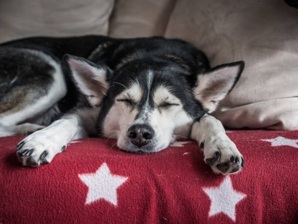 istock Portrait of a Husky 970369666
