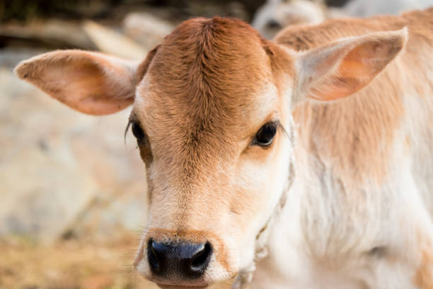 istock Image of a cute calf 970370878