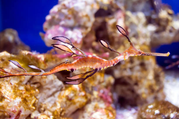 istock Strange and colorful seahorse 970374952