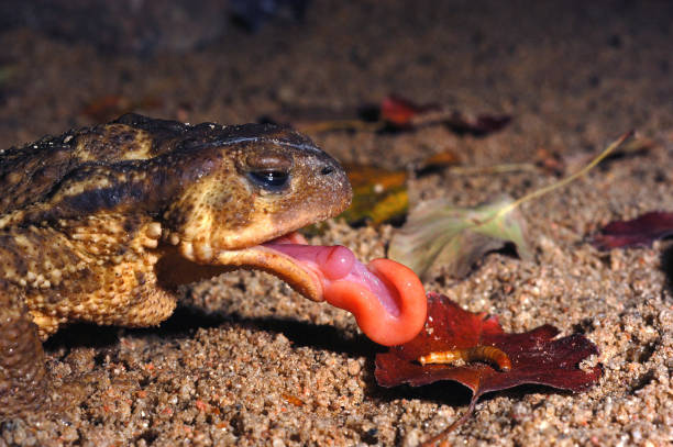 rospo comune, bufo bufo, mangiare un verme, lingua fuori - common toad foto e immagini stock