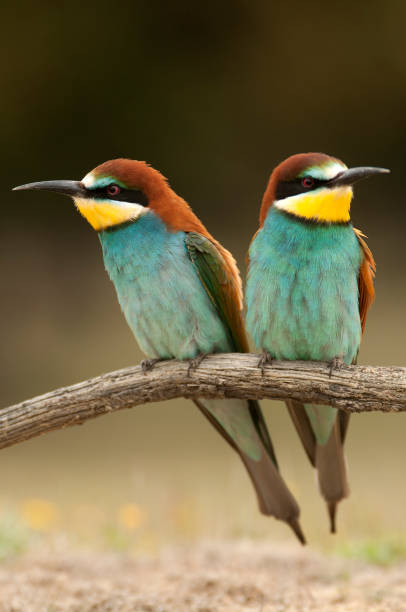 istock European bee-eater (Merops apiaster), couple perched on a branch 970384362