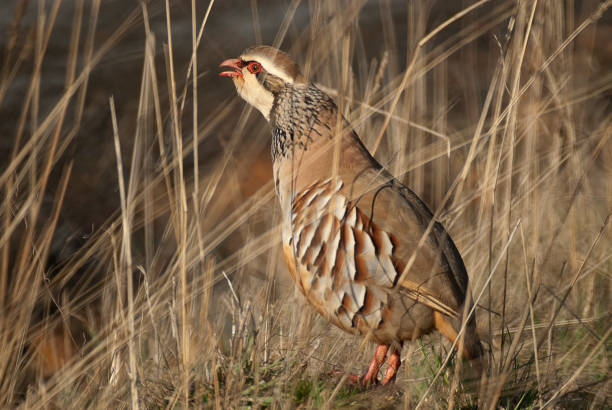 istock The red-legged, Alectoris rufa, among the grass 970385254