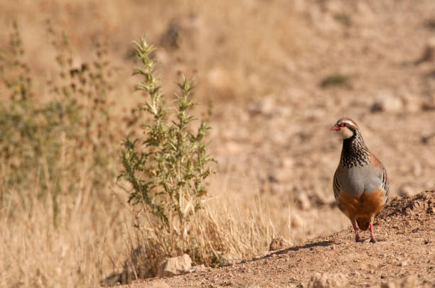 istock The red-legged, Alectoris rufa, among the grass 970385308