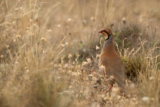 The red-legged, Alectoris rufa, among the grass