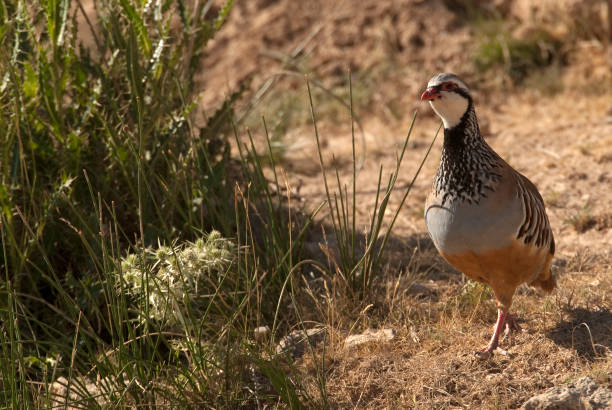 istock The red-legged, Alectoris rufa, among the grass 970385326