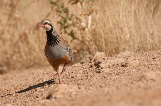 The red-legged, Alectoris rufa, among the grass