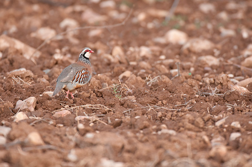 The red-legged, Alectoris rufa, among the grass