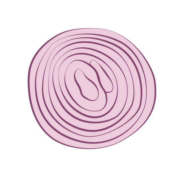 Red onion sliced with rings Red onion sliced with rings, isolated on white. Vector illustration onion layer stock illustrations