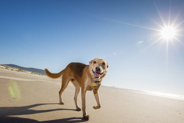 Images of Several kinds of dogs