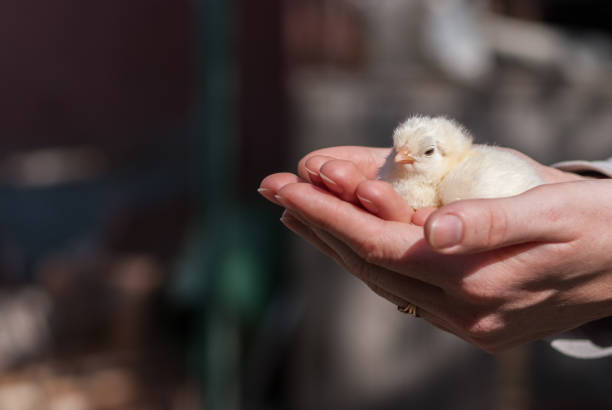 istock Female hands holding a chick in chicken farm 970388182