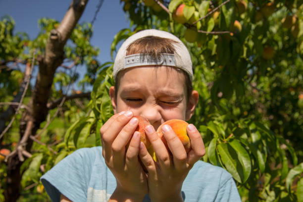 ragazzo tiene pesche mature in mano - orchard child crop little boys foto e immagini stock