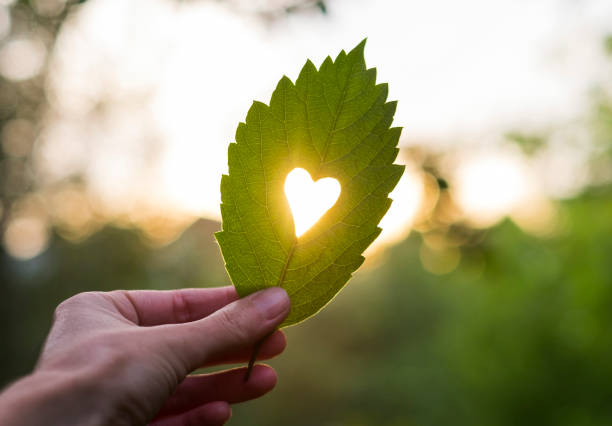Green leaf with cut heart in a hand, sun is shining through it.