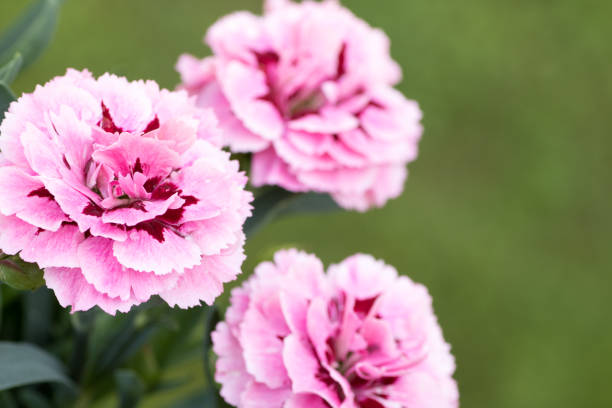 istock pink carnation flower in bloom on green background 970395620