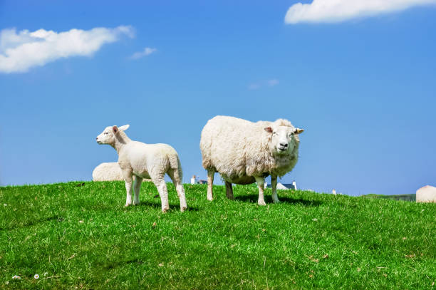 istock Scottish sheep graze on a green meadow 970398992