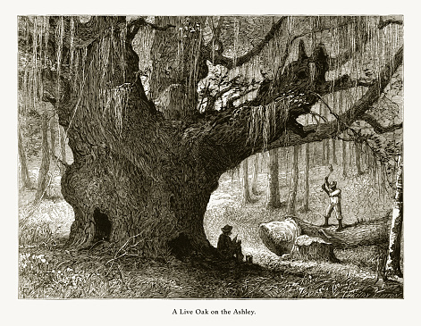 Very Rare, Beautifully Illustrated Antique Engraving of Live Oak on the Ashley River, Charleston, South Carolina, United States, American Victorian Engraving, 1872. Source: Original edition from my own archives. Copyright has expired on this artwork. Digitally restored.