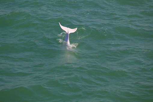 tail fin of a white dolphin