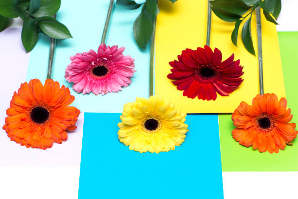 istock beautiful colorful gerberas and colorful background 970412734