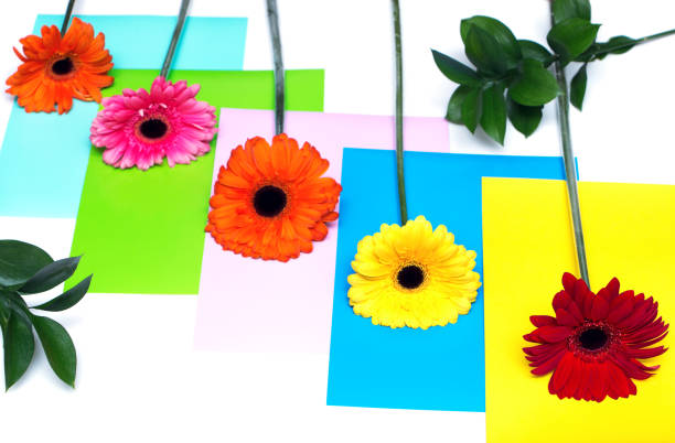 istock beautiful colorful gerberas and colorful background 970412744