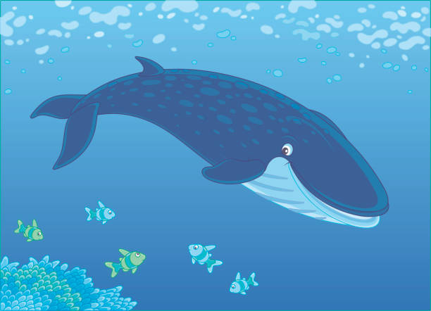 istock Blue whale swimming with small fishes 970415644