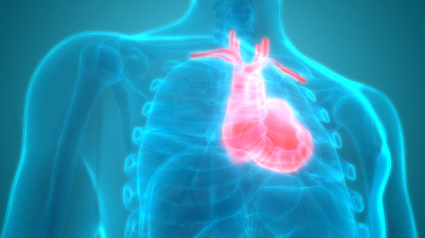 istock Human Body Organs Heart Anatomy 970416634