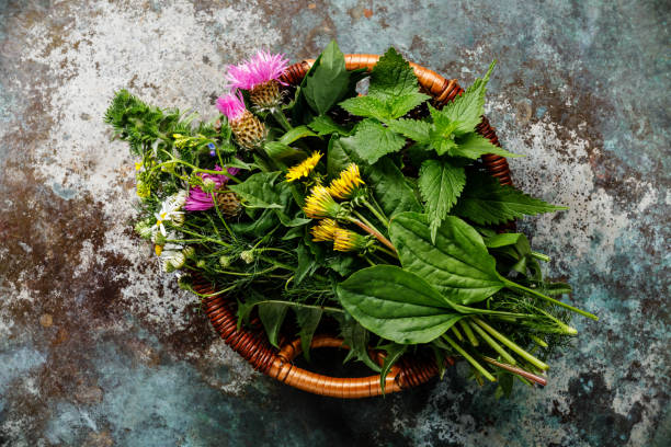 hierbas del prado y plantas medicinales para biohacking paleo dieta - herbal medicine fotografías e imágenes de stock