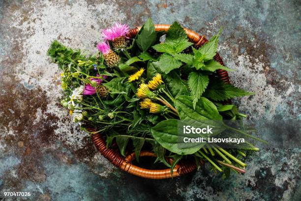 Meadow And Medicinal Herbs For Biohacking Paleo Diet Stock Photo - Download Image Now