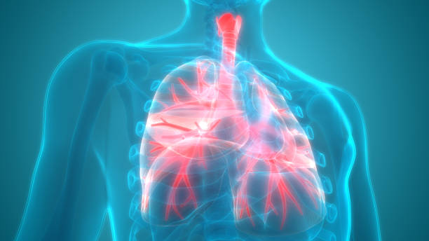 istock Human Respiratory System Lungs Anatomy 970417188