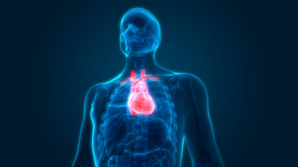 istock Human Body Organs Heart Anatomy 970417360