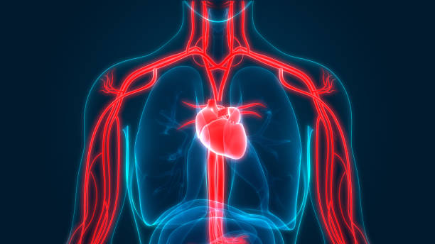 anatomía del sistema circulatorio humano - flujo sanguíneo fotografías e imágenes de stock