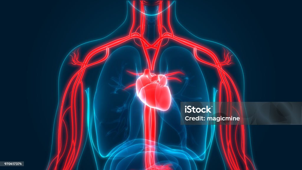 Human Circulatory System Anatomy 3D Illustration of Human Circulatory System Anatomy Heart - Internal Organ Stock Photo